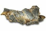 Fossil Mud Lobster (Thalassina) - Gunn Poin, Australia #307766-2
